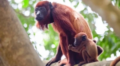 Мајмун реву